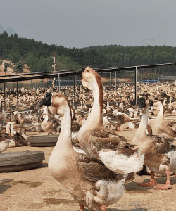 小众送妈妈的花有哪些花