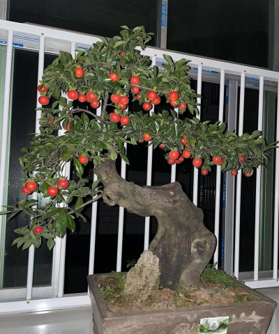 小众送妈妈的花有哪些花