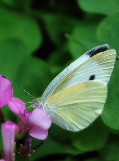 菜粉蝶雌雄区别