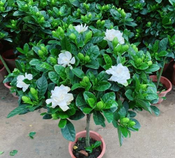 小众送妈妈的花有哪些花