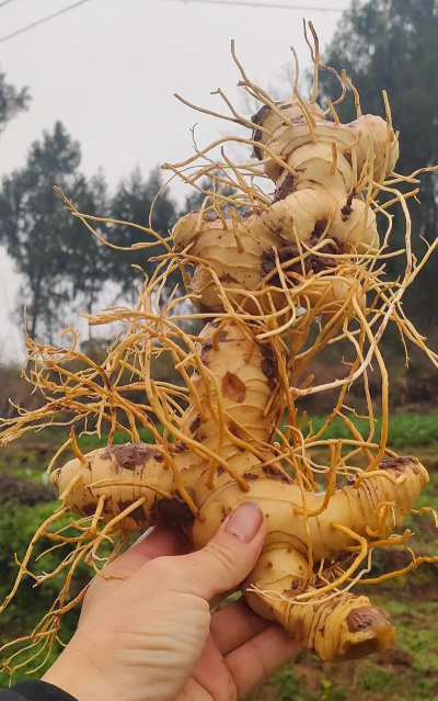 小众送妈妈的花有哪些花