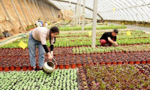 小众送妈妈的花有哪些花