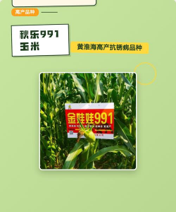 黄淮海抗锈病玉米新品种 黄淮海抗锈病玉米新品种
