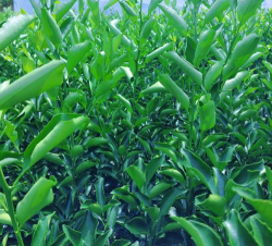 小众送妈妈的花有哪些花