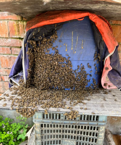 小众送妈妈的花有哪些花