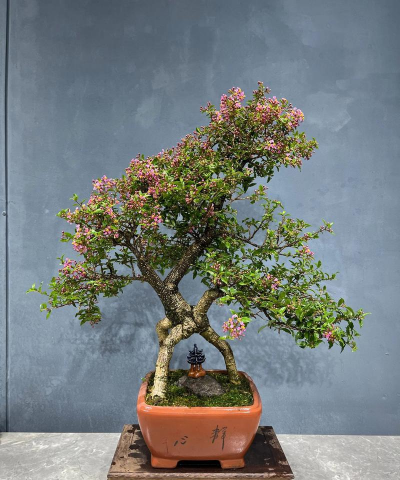 小众送妈妈的花有哪些花