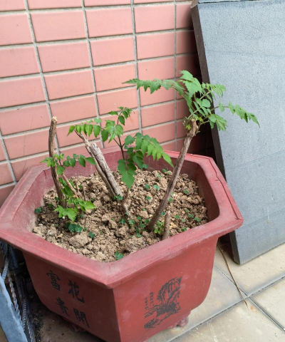 小众送妈妈的花有哪些花