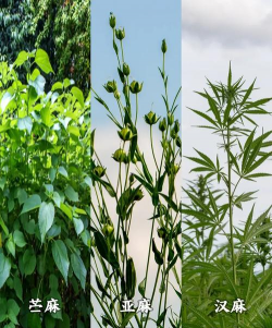 小众送妈妈的花有哪些花