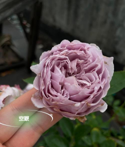 小众送妈妈的花有哪些花