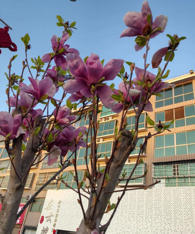 小众送妈妈的花有哪些花