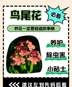 小众送妈妈的花有哪些花