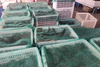 小众送妈妈的花有哪些花