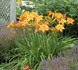 小众送妈妈的花有哪些花