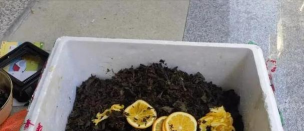 小众送妈妈的花有哪些花