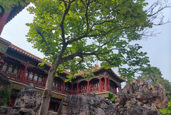 小众送妈妈的花有哪些花