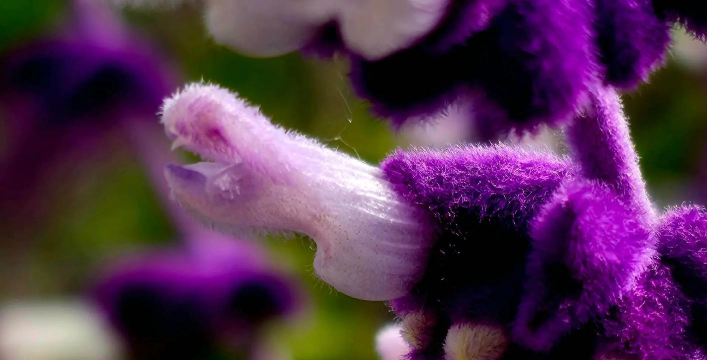 墨西哥鼠尾草为什么叫鼠尾草