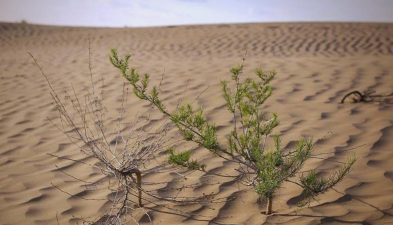 沙漠中有一种植物 沙漠中有一种植物