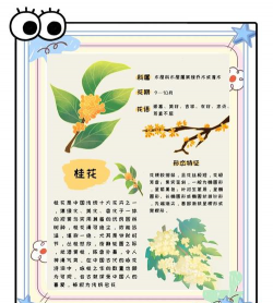 小众送妈妈的花有哪些花