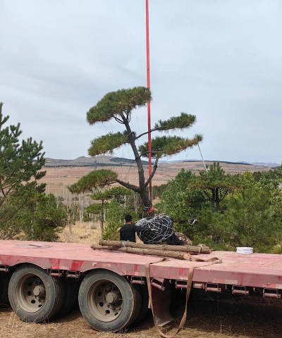 油松造型技术要点