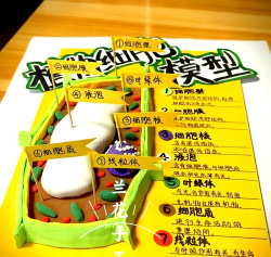 植物细胞模型制作方法 植物细胞模型制作方法