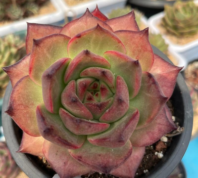 小众送妈妈的花有哪些花