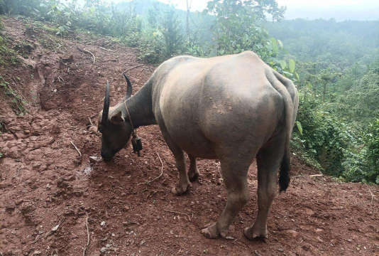 小众送妈妈的花有哪些花
