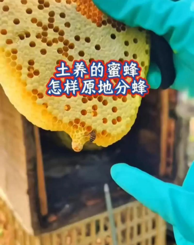 蜜蜂怎么养方法最好?