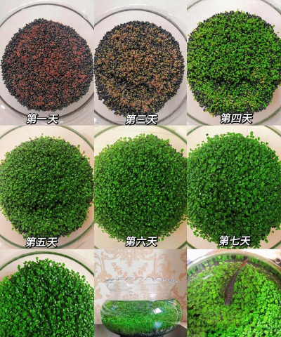 小众送妈妈的花有哪些花