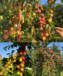 小众送妈妈的花有哪些花