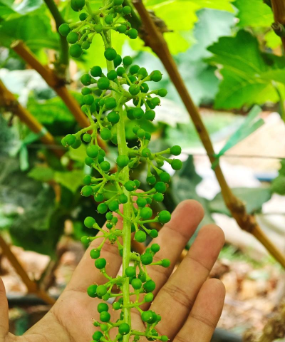 小众送妈妈的花有哪些花