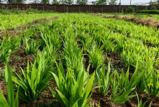 小众送妈妈的花有哪些花