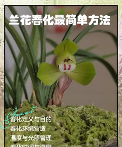 小众送妈妈的花有哪些花