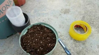 小众送妈妈的花有哪些花