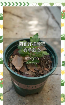 小众送妈妈的花有哪些花