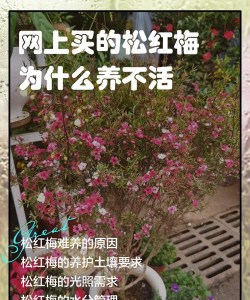 小众送妈妈的花有哪些花