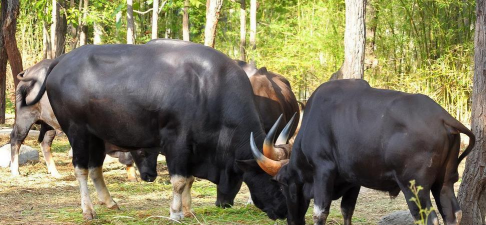 小众送妈妈的花有哪些花