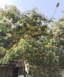 小众送妈妈的花有哪些花