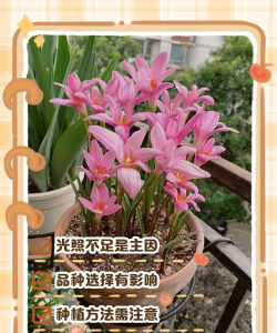 小众送妈妈的花有哪些花