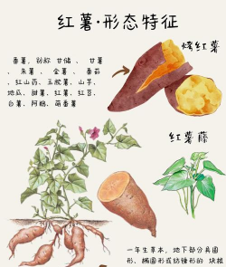 小众送妈妈的花有哪些花
