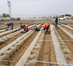 小众送妈妈的花有哪些花