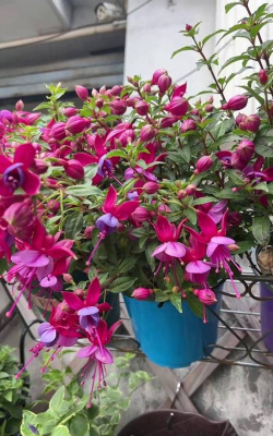 小众送妈妈的花有哪些花