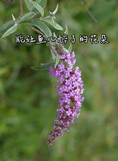 闭鱼花可以捕鱼吗