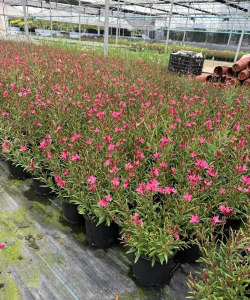 小众送妈妈的花有哪些花