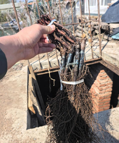 小众送妈妈的花有哪些花