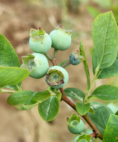 小众送妈妈的花有哪些花