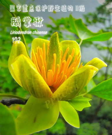 小众送妈妈的花有哪些花