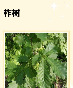 柞叶象征着什么