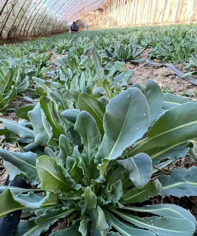 小众送妈妈的花有哪些花