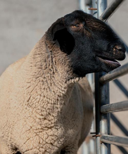 小众送妈妈的花有哪些花