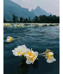 小众送妈妈的花有哪些花